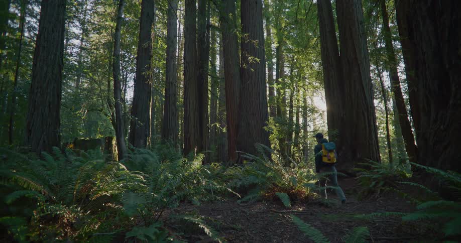 A man wearing a backpack and a cap is walking through a forest of tall trees