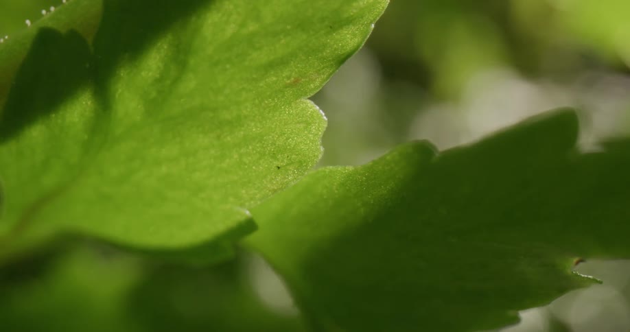 The sun shines on the green leaves of a plant