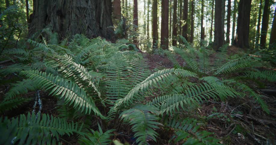 A view of plants out in a forest