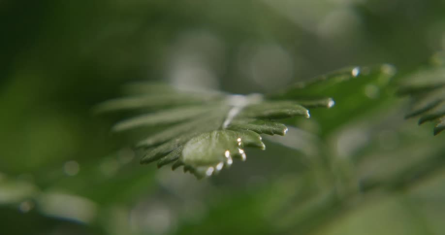 The leaf has some water on it