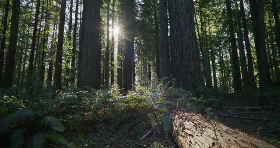 A view of trees out in the forest