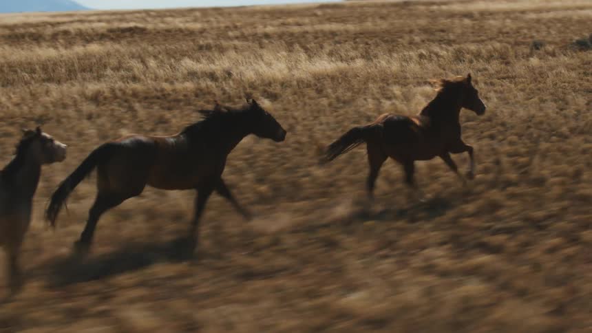 A trio of horses gallop together in a field