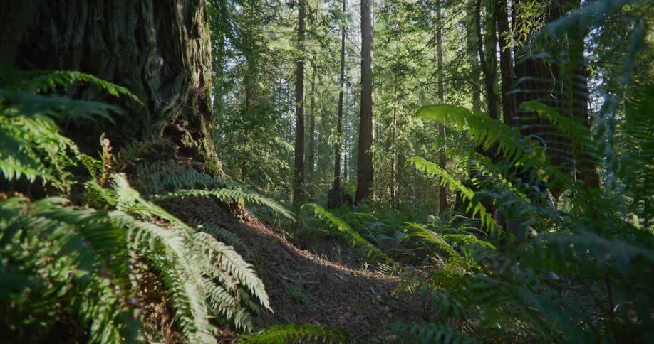 A man walking in the woods kneels down to examine the ground near a large tree