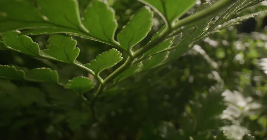 The sun shines on the green leaves of a plant as it moves in the breeze