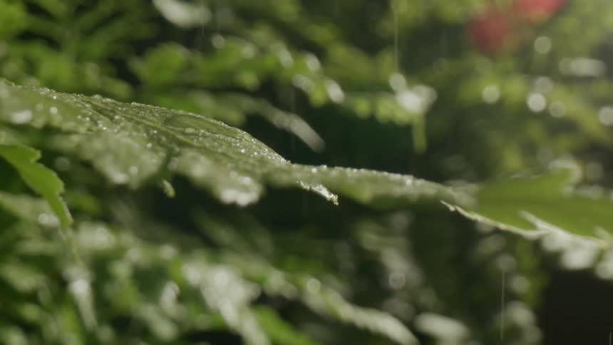 The sun shines on the green leaves of a plant as light rain falls