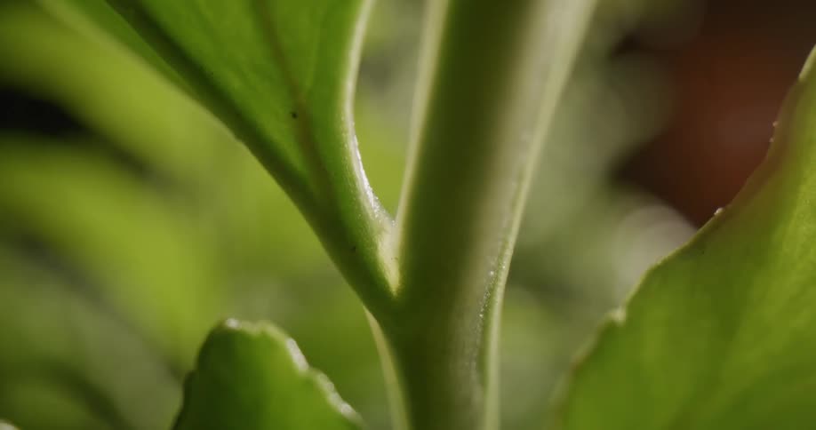 The sun shines on the green leaves and stem of a plant