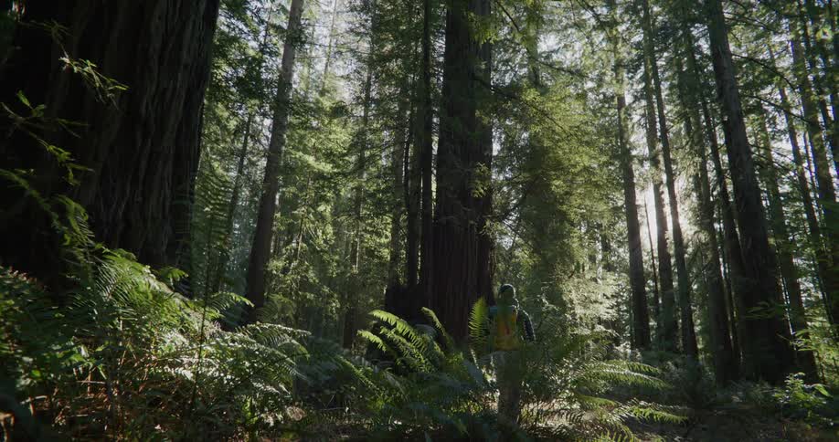 A man wearing a backpack and a cap is walking through a forest of tall trees