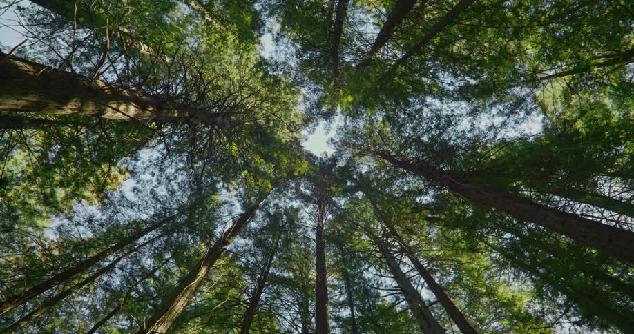 Long trees against the sky in the woods