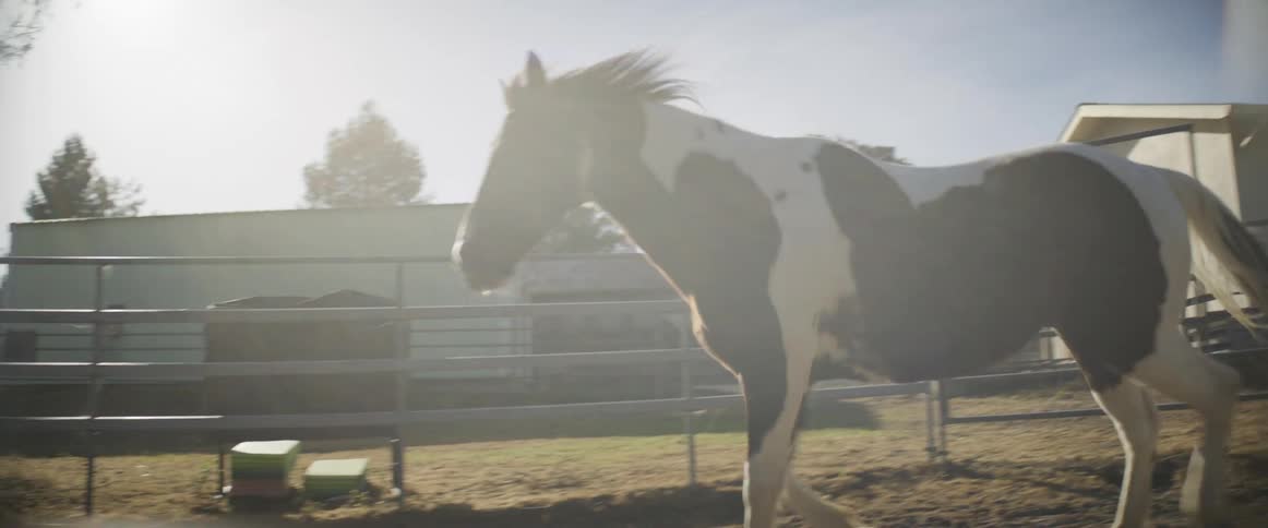 A large horse energetically trots around its enclosure at a farm