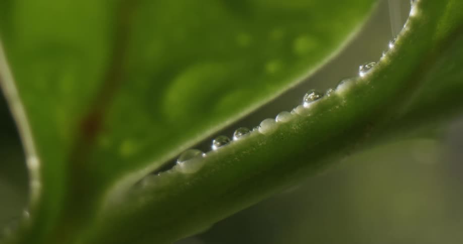 Close up of rain falling on a plant leaf