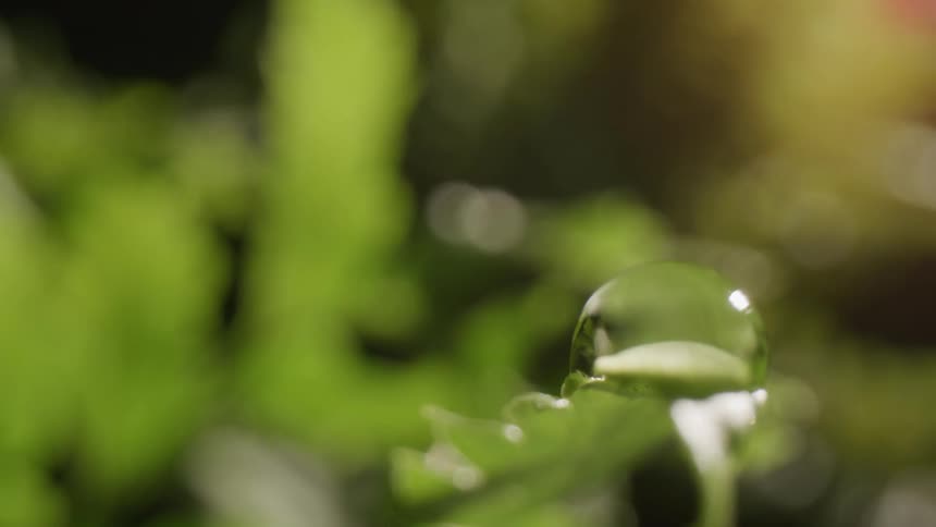 The sun shines on a water droplet on a green leaf of a plant as it moves in the breeze