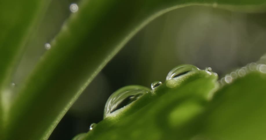 The sun shines on a water droplets on a green leaf of a plant as rain falls