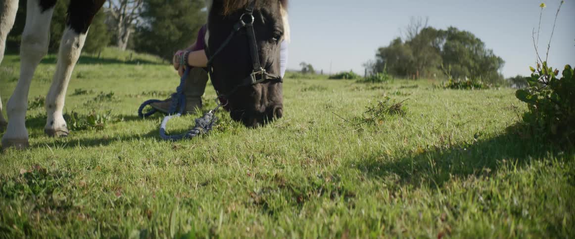 A horse grazes next to a girl sitting on the grass who reaches over and pets it