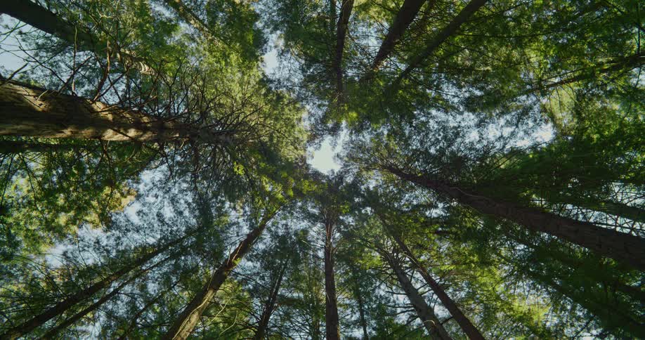 View looking straight up of sun shining on trees in a forest