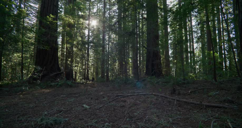 Timelapse of sun shining down on a wooded area in spring