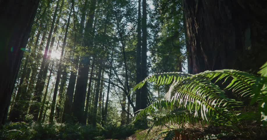 The sun shines brightly through trees in a forest
