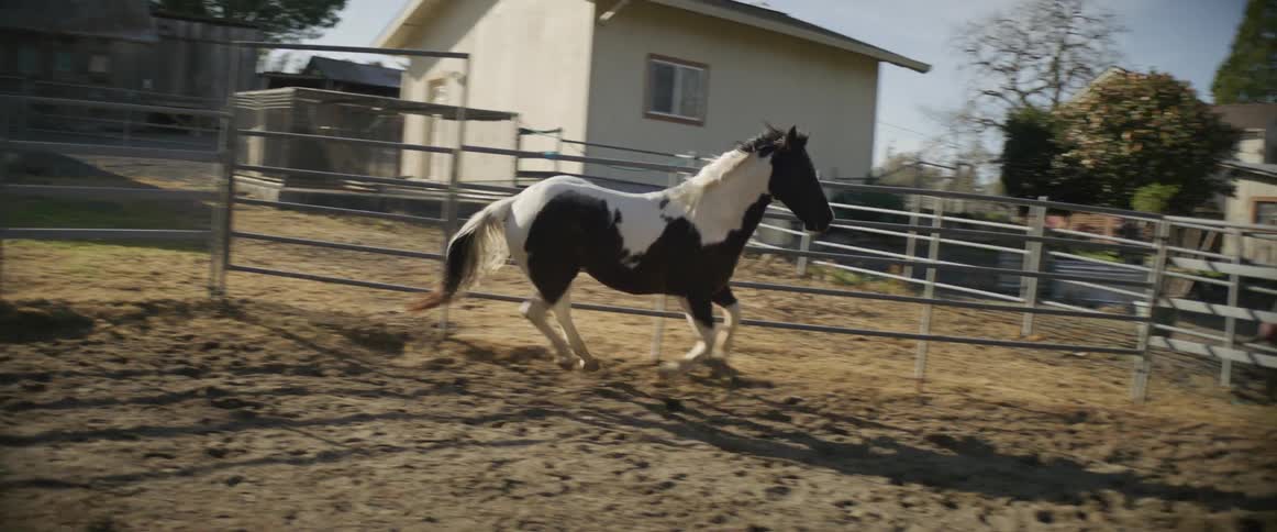 A horse runs on the ranch
