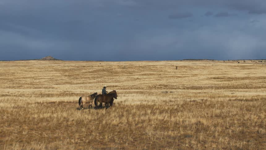 A cowboy on horseback guiding two horses through a field in the countryside