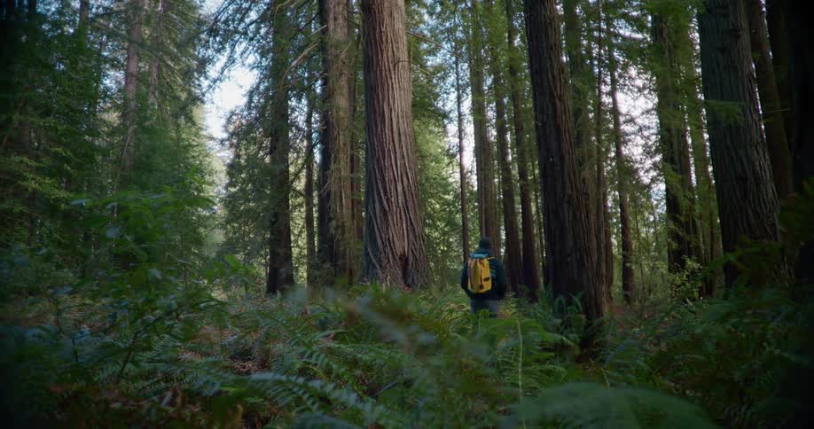 Man carrying a yellow backpack walking toward a large tree in a forest