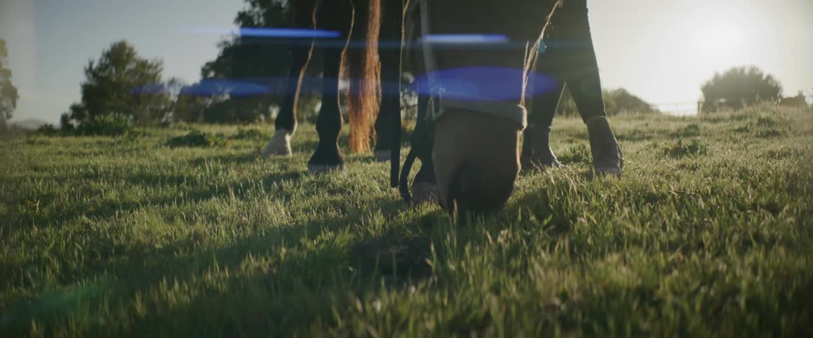 Close up of horse grazing on the pasture in the countryside