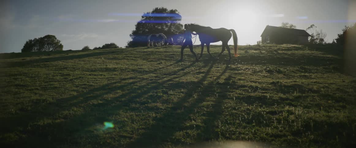A woman leads the horse on the field