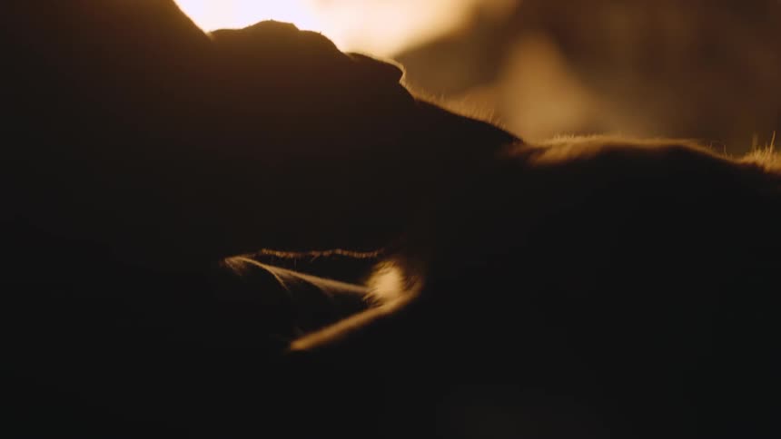A person pets their dog near the campfire