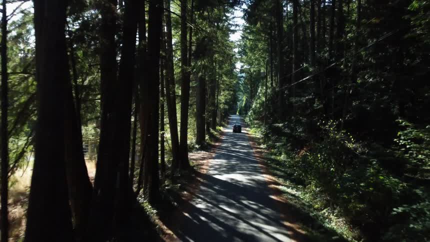 Vehicle drives through conifer forest on sunny day