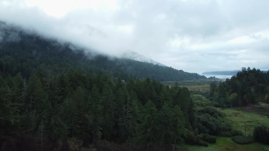 A forest of trees along a hillside near the coast as clouds hang low in a foggy sky