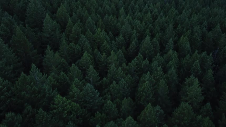 Aerial view of trees in a forest and mountains in the distance under a cloudy sky