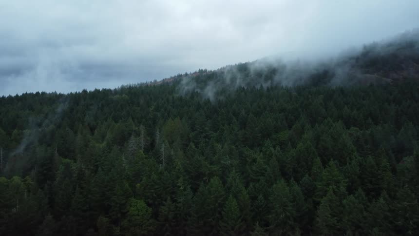 Fog rises from trees in forest along the side of a mountain under a cloudy sky