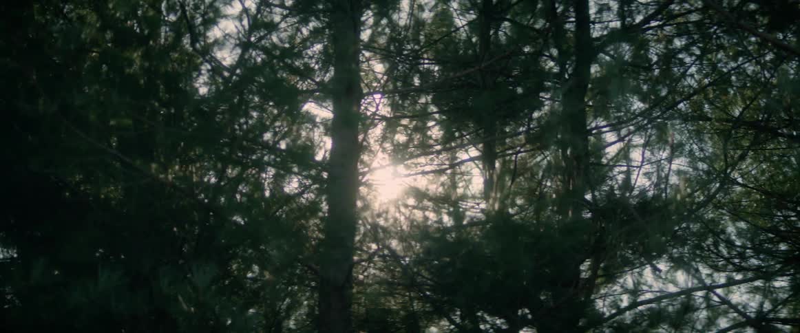 The sun shines through trees in the forest