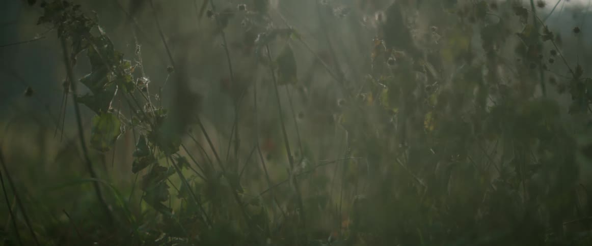 Rain pours down on green grass plants and buds