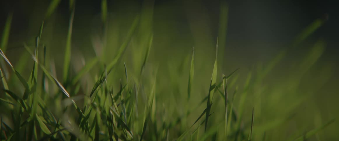 Close up of green grass swaying in the wind