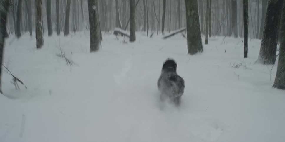 A puppy runs through a snow covered forest