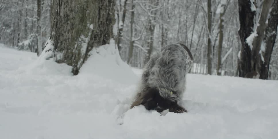 Two dogs playing in the snow