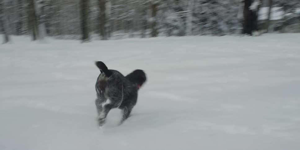 Dark gray dog with red leash runs through snow in the countryside