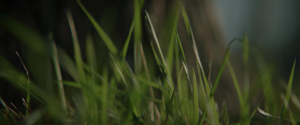 Close up view of grass is displayed in spring