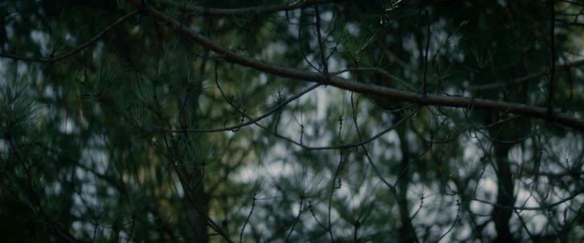 A pine tree branch and more trees in the distance