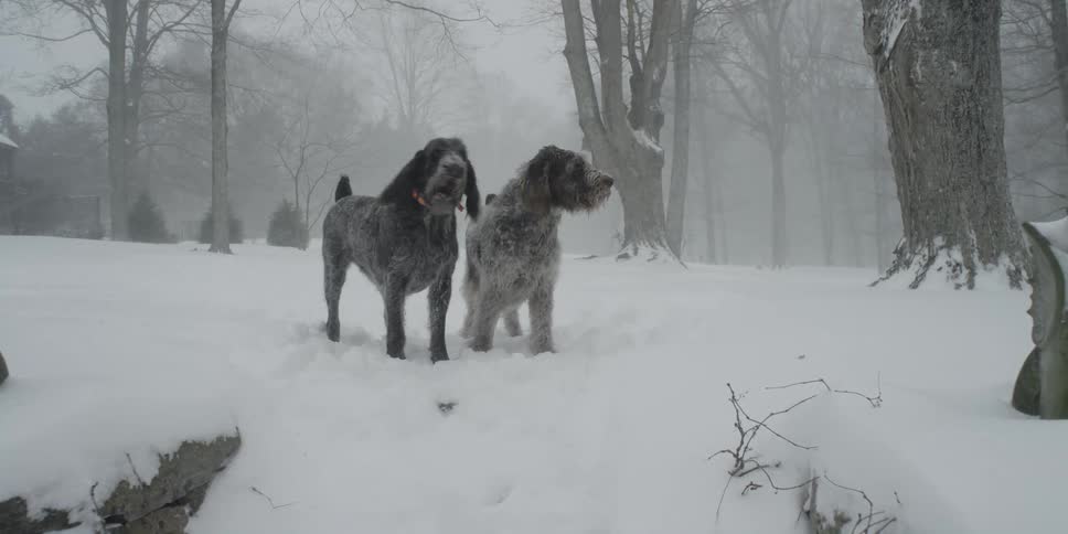 Two dogs look around as it snows in the woods