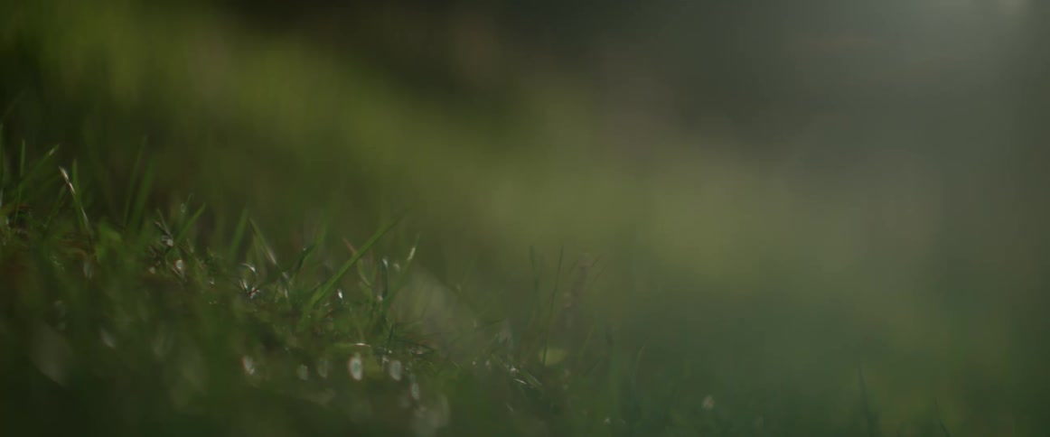 Damp blades of grass wave slightly in the breeze