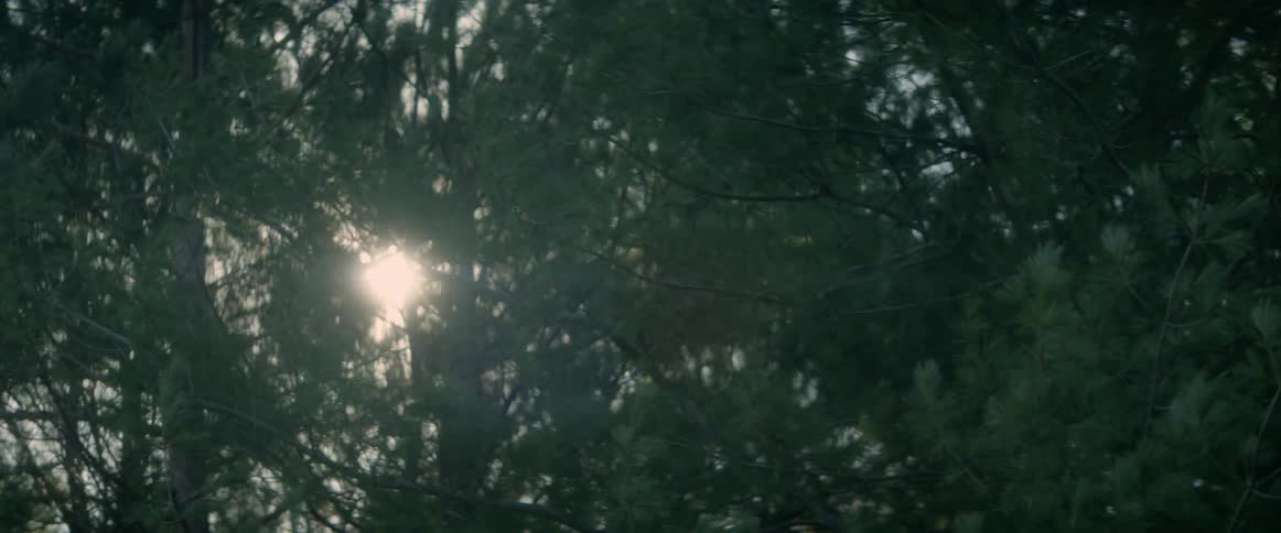 The sun shines brightly through trees and green leaves
