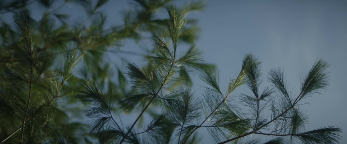 Close up of leaves on green vegetation