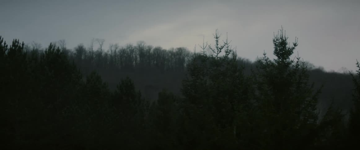 Fog among a forest of trees under a cloudy sky