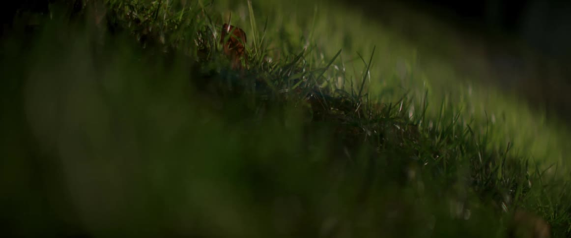 Close up view of grass blowing in the wind is displayed