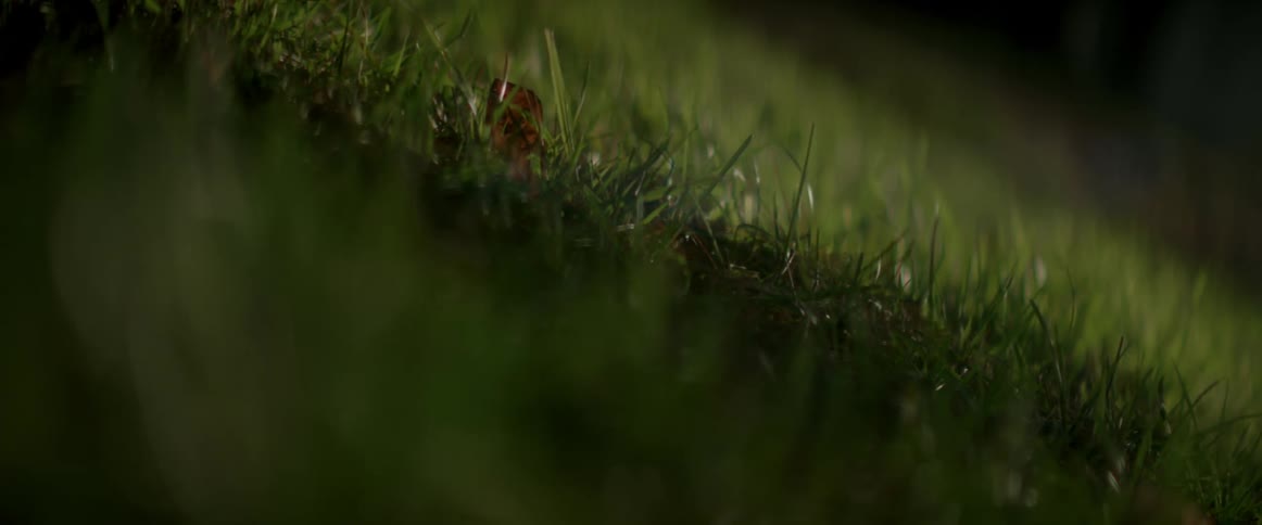 Blades of grass wave in the wind on a hillside during the day