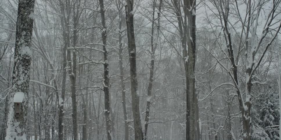 View of snowy forest with tall trees