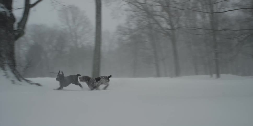 Two dogs are running and playing in a backyard