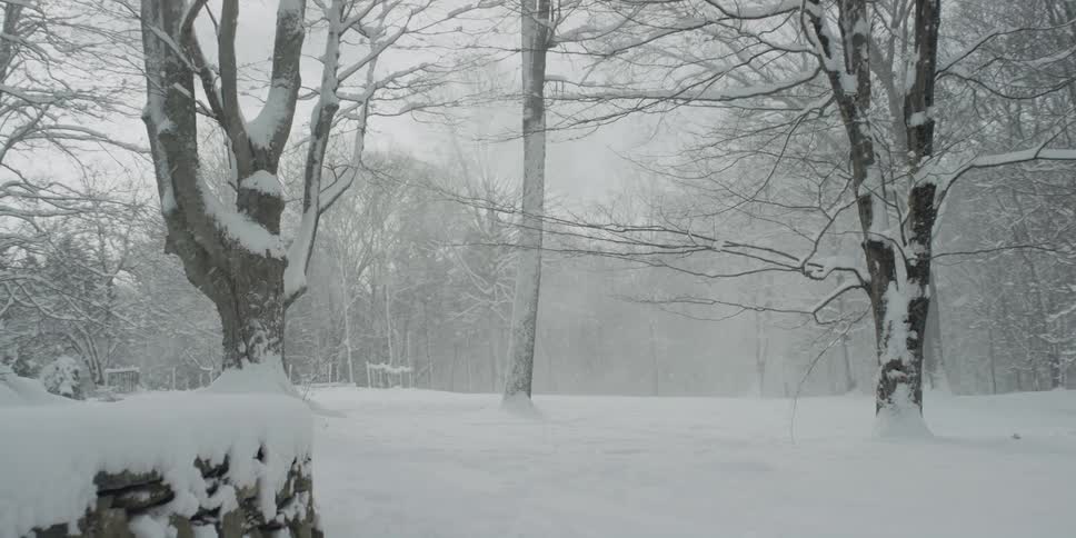 Snow is coming down through trees in a park during a storm