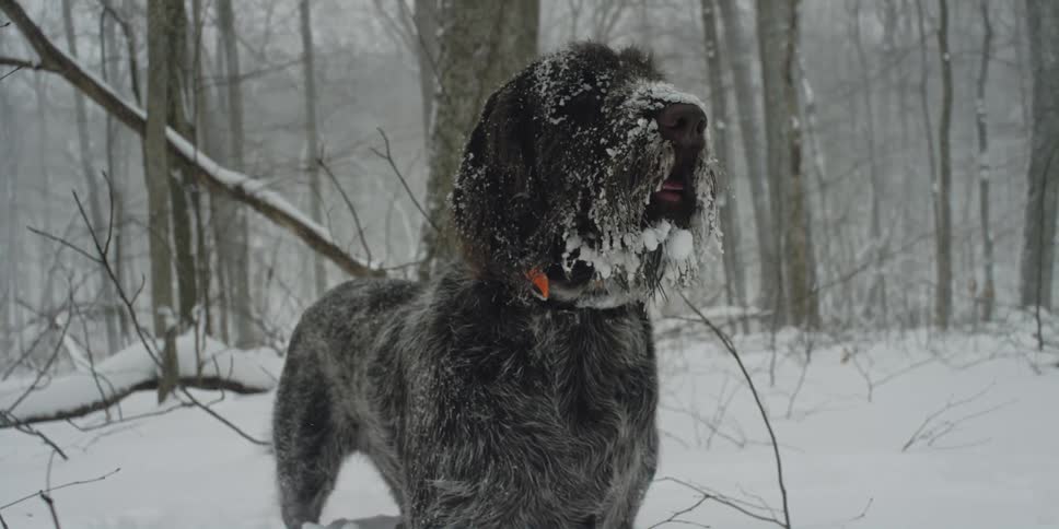 A dog is in the woods as it snows