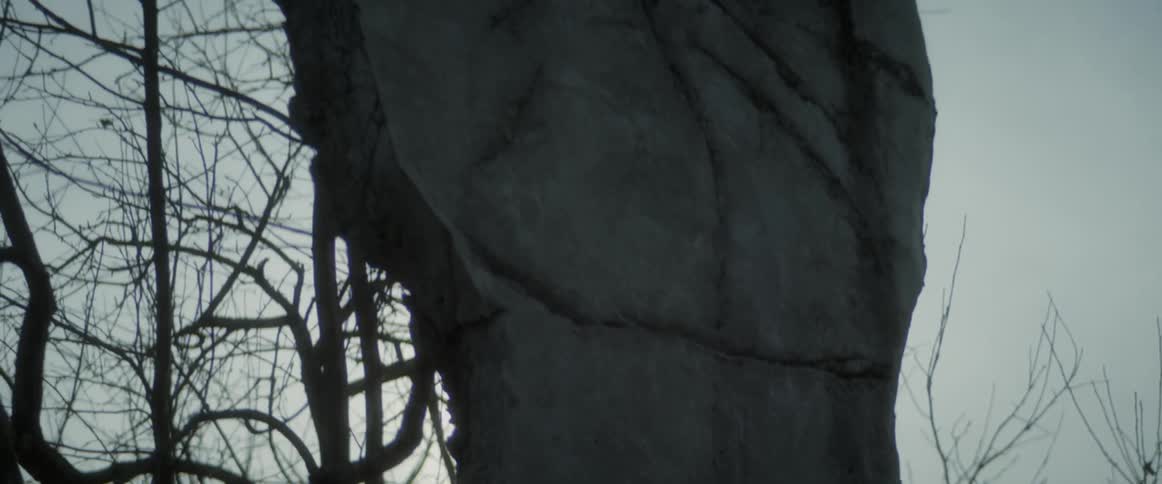 Close up view of trees in a wooded area is displayed